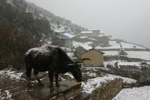 IMG_8100 Rueckweg von Thame Rind im Schnee.jpg